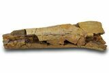 Fossil Dinosaur Appendage Bone Section - Wyoming #381192-1